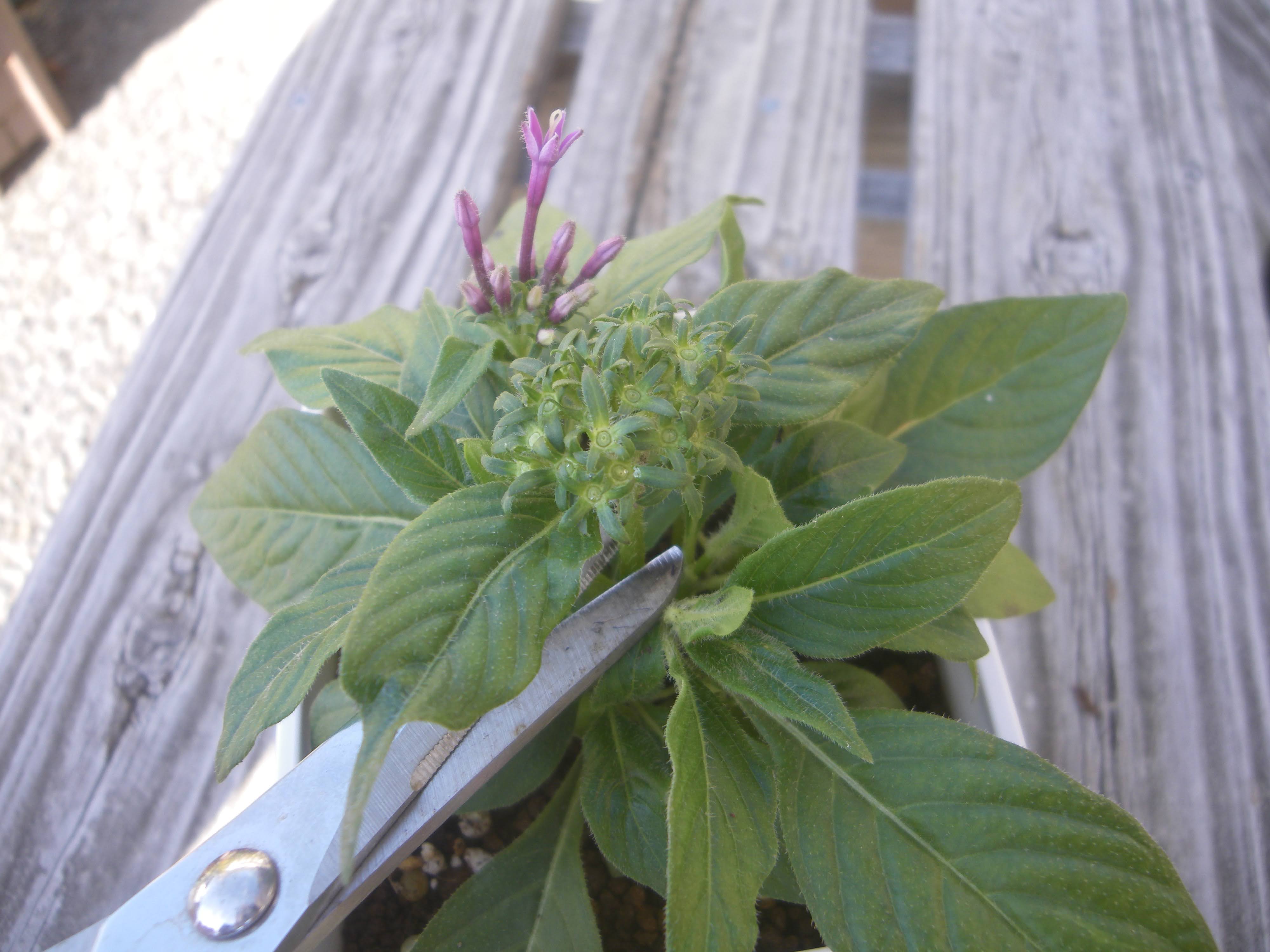 ペンタスの育て方 苗の植え付けから花を楽しみ 挿し芽や冬越しの記録 メダカの大工