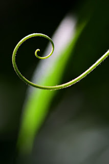 tendril spiral on bokeh background