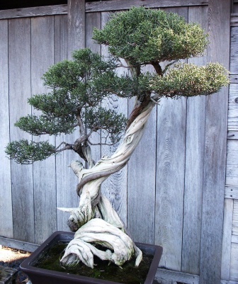 keunikan bonsai
