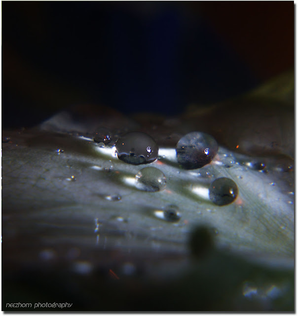 Water drops with caustic on a white caladium