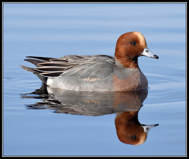 Wigeon