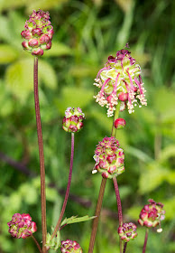 Fodder Burnet, Poterium sanguisorba ssp. balearicum.  Darrick Wood, 10 May 2015.