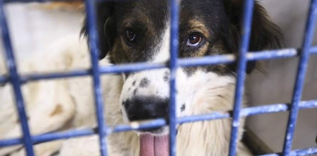 Vereador propõe limitar quantidade de cachorros a dois animais por residência
