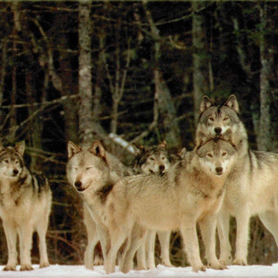  Gambar  Serigala Keren di  Alam  Liar 