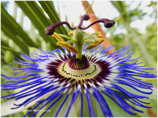 Flor de mburucuyá - Chacra Educativa Santa Lucía