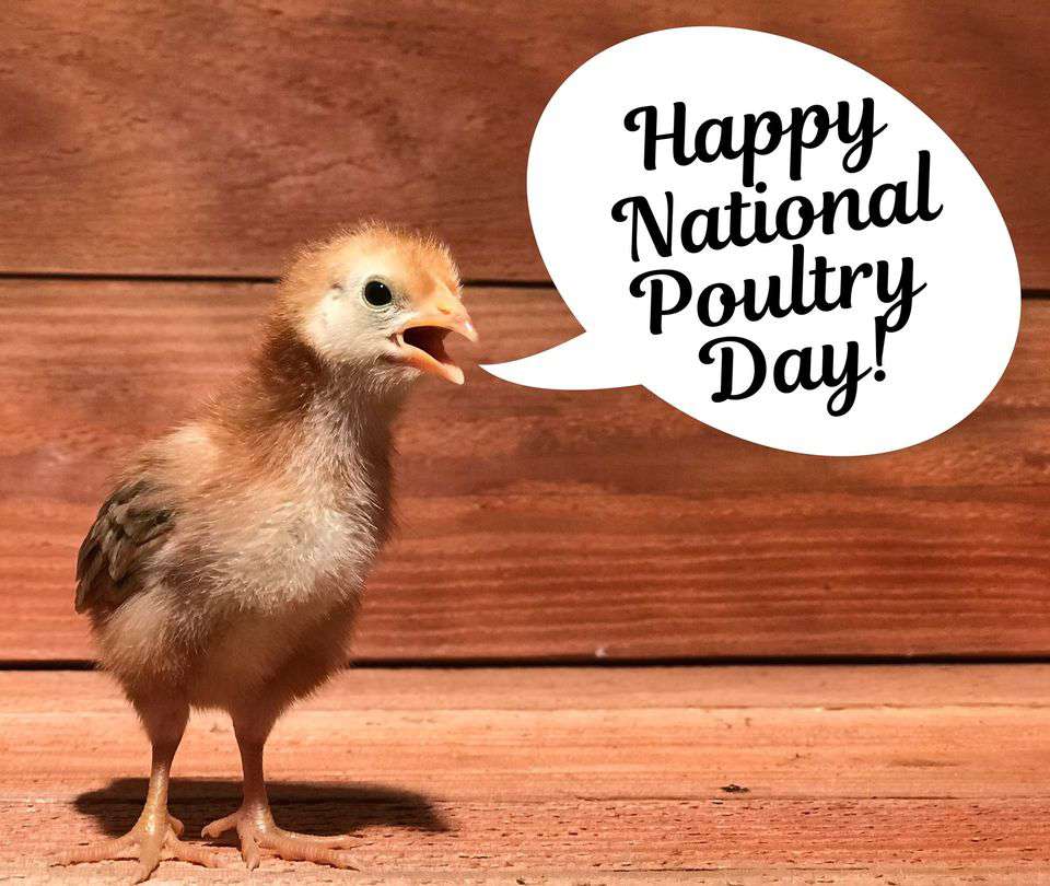National Poultry Day Wishes for Instagram