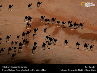 camels in desert