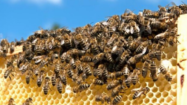 Sarang Lebah Tanpa Telur