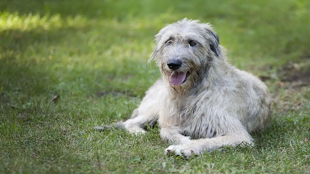 Irish Wolfhound