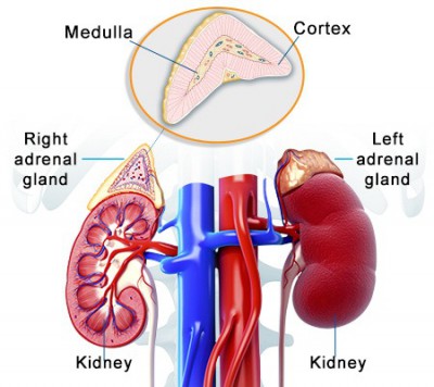 Jenis dan Fungsi Hormon Pada Kelenjar Adrenal