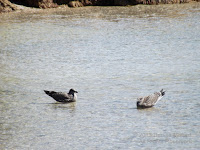 Southern black-backed gulls immatures, NZ - by Denise Motard, Feb. 2013