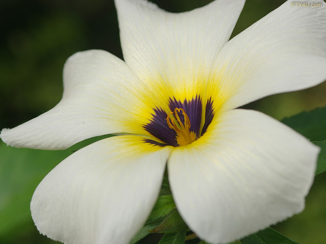 White Flowers