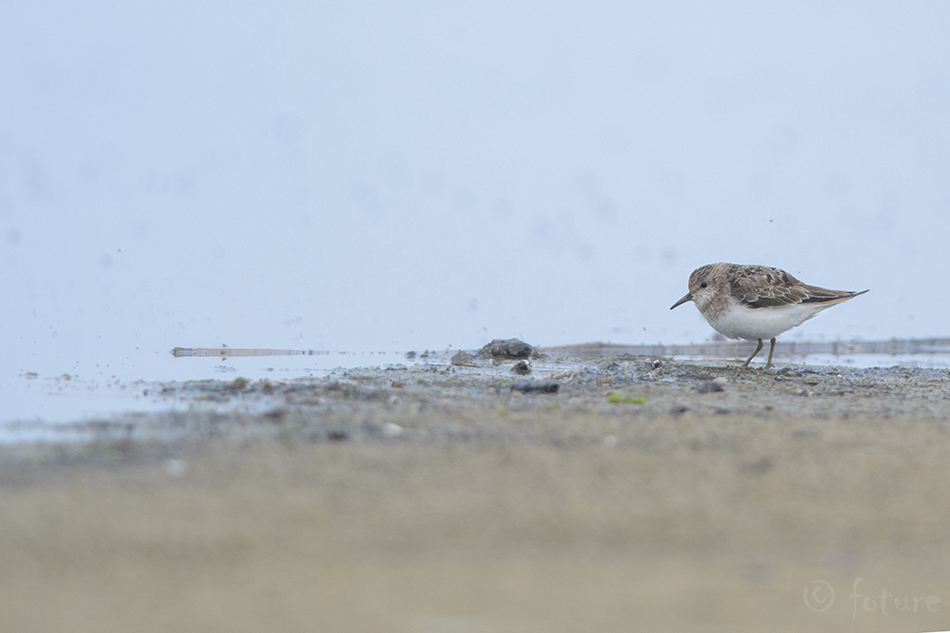 Värbrüdi, Calidris temminckii, Temminck's Stint, Erolia, rüdi, risla, värbrisla