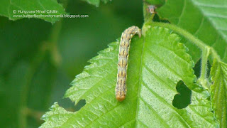 Erannis defoliaria (caterpillar) DSC79770