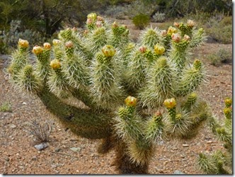 Cave Creek Regional Park Teddy Bear Cholla