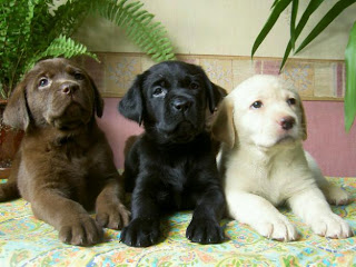 Labrador Retrievers puppies