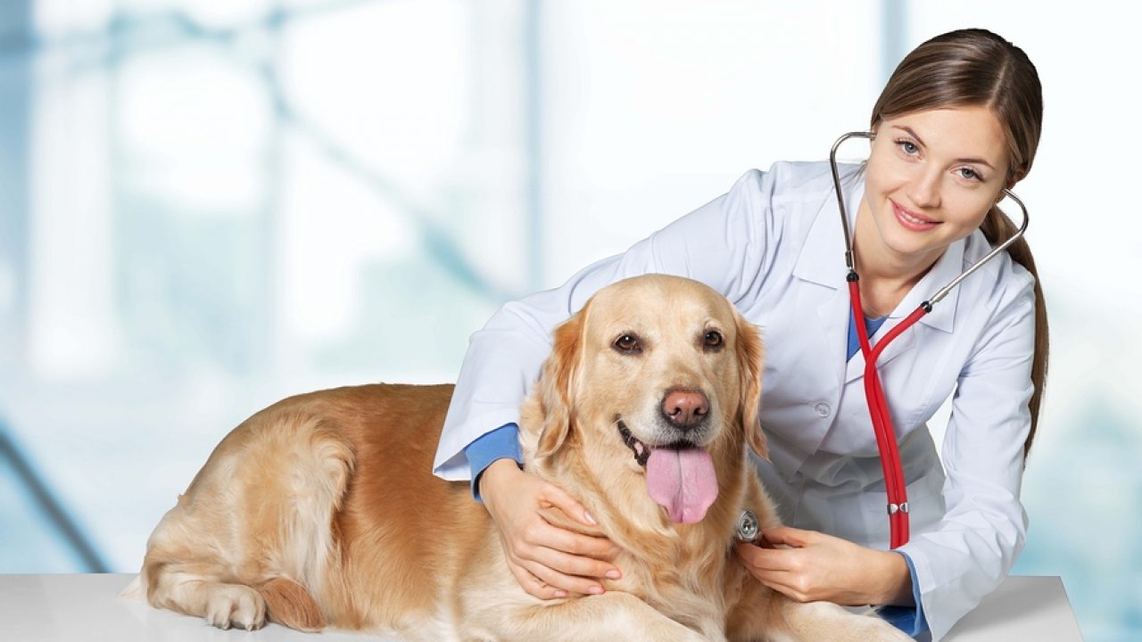 Siempre busca atención veterinaria inmediata si sospechas que tu perro podría estar infectado con parvovirus o cualquier otra enfermedad. El veterinario es el profesional capacitado para hacer el diagnóstico y brindar el tratamiento adecuado.