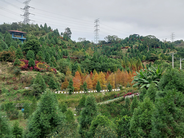 苗栗三灣落羽松莊園秘境，免費參觀水中落羽松還有鴨子划水好有趣