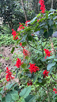 淡水楓樹湖「巨石花園」賞木蓮花 (木蘭） / 桃花源 百年古厝「石頭屋」秘境賞櫻