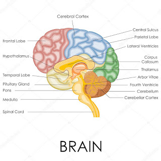 Brain Structure And Function
