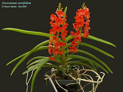 Ascocentrum curvifolium care and culture