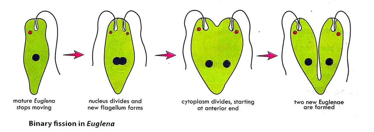 Asexual reproduction in Euglena