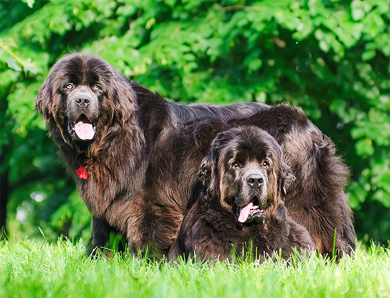 Newfoundland - The Aristocrat Among Dogs: Unveiling the Majesty in Points Discover the captivating allure of Newfoundland dogs, named after the beautiful island they originate from. These dogs have captured the hearts of animal lovers worldwide, with two established varieties - black and white/black - each possessing their own unique characteristics and charm.    The Black Variety  The essence of the black Newfoundland lies in its predominantly black coat, often accompanied by white markings. A typical trait of the true breed is a white marking on the chest, distinguishing them. However, any white on the head or body places the dog in the other variety. The desired black color should have a dull jet appearance, resembling shades of brown.    The Other Than Black Variety  Within this variety, variations include black and tan, bronze, and white and black. The latter is the most prevalent, with specific attention given to the beauty of markings. A black head with a white muzzle and blaze, accompanied by a white body and legs with large patches of black on the saddle and quarters, defines the exquisite appearance of this variety.    Conforming to Standards  Irrespective of color, both varieties should meet the same standards. A broad and massive head, short square muzzle, wide-set deep-set dark eyes, small ears without fringes, and an expression exuding intelligence, dignity, and kindness are all essential. The body should be long, square, and muscular, with a deep and broad chest, straight legs, powerful round-boned feet, and a tail that reaches just below the hocks.    Coat Quality  The Newfoundland's coat plays a vital role in their appearance. It should be dense, with a substantial undercoat, and a somewhat harsh and straight outer coat. This combination ensures protection and resilience.    Strength in Movement  Newfoundland dogs should exhibit great strength and agility, their bodies moving freely with a slight roll in their gait. They are known for their active nature, defying their size and build.    Proper Care for Puppies  When rearing Newfoundland puppies, a diet of soft food such as well-boiled rice and milk, followed by scraped lean meat, is recommended. Adequate meat intake is crucial for their growth, with a target weight gain of 3 lbs. per week. A balanced diet of raw and cooked meat, supplemented with strengthened milk, promotes healthy development.    Optimal Rearing Conditions  Providing warm, dry quarters and ample space for puppies to move and exercise freely is essential. Forced exercise should be avoided to prevent any potential leg issues. Regular deworming is necessary, ensuring the puppies' health and vitality.    Hardiness and Ease of Rearing  Newfoundland puppies, when free from worms and provided with appropriate nutrition and living conditions, prove to be robust and easy to rear. With proper care and attention, they grow into magnificent dogs, embodying strength, substance, and grace.    Intrigued by the aristocratic Newfoundland? Explore the wonders of this majestic breed and embrace their regal presence in your life.