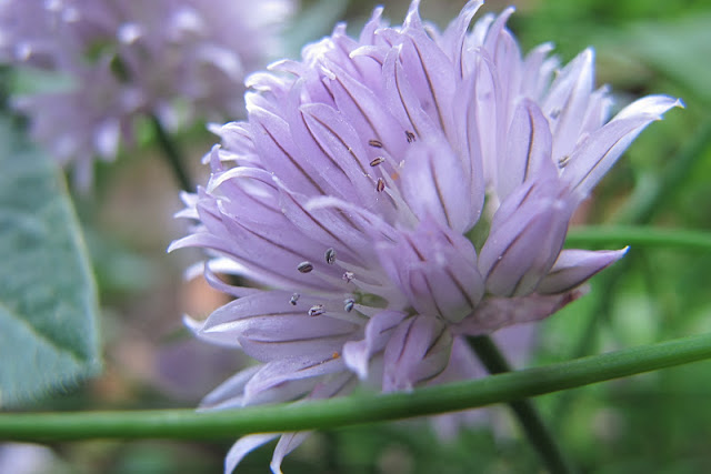 de 30 mooiste foto's uit mijn tuin van mei 2012