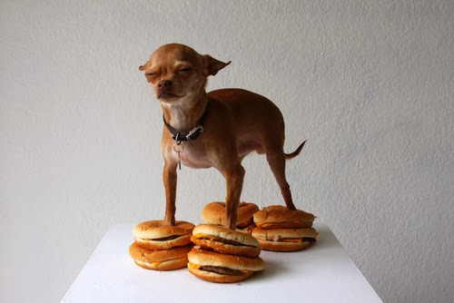 Guarding the cheezburgers so the cat can't has?