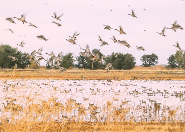 Pintail Ducks taking flight at Cosumnes River Preserve during Fall migration California