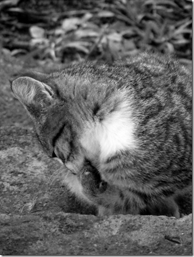 2010_1022pizotes0028