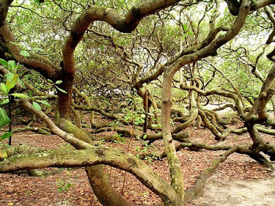 18 Foto Pohon Aneh di Dunia