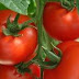 Kasiat Tomat Sebagai Penghasil Anti Oksidan Unik