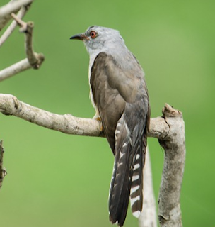 Burung wiwik kelabu