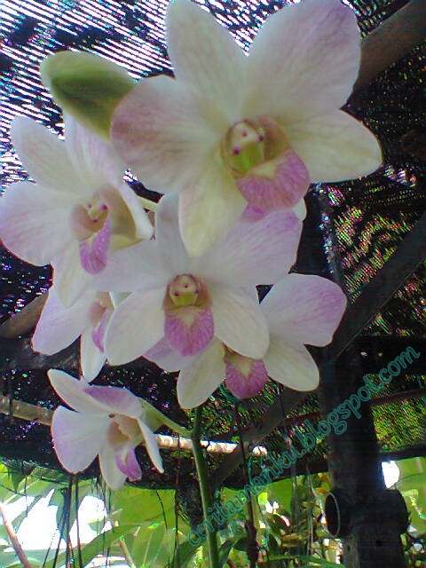 Anjung Orkid 