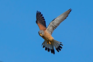 cernicalo primilla-falco naumanni-rapaces-aves-aves rapaces-cernicalo primilla en vuelo-