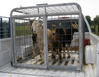 goats headed back to Delaware