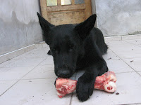 Mety puts a paw on the bone as she eats