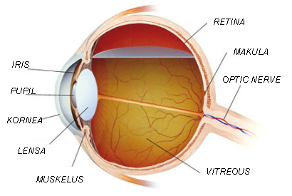 Bagian bagian mata beserta fungsinya Pendidikan dan Ilmu 
