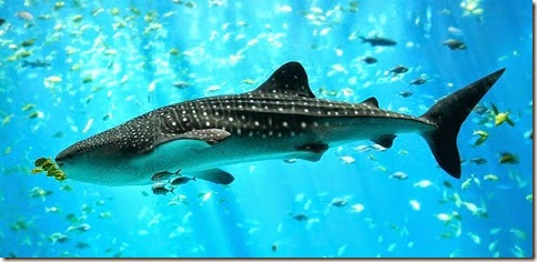 whaleshark