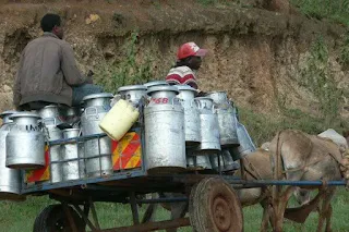 Milk vendors in Nyahururu. PHOTO | NMG