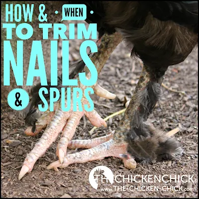 Backyard chickens commonly apparel downward their toenails spell scratching in addition to walking on the gr When & How to Trim a Chicken's Nails & Rooster's Spurs