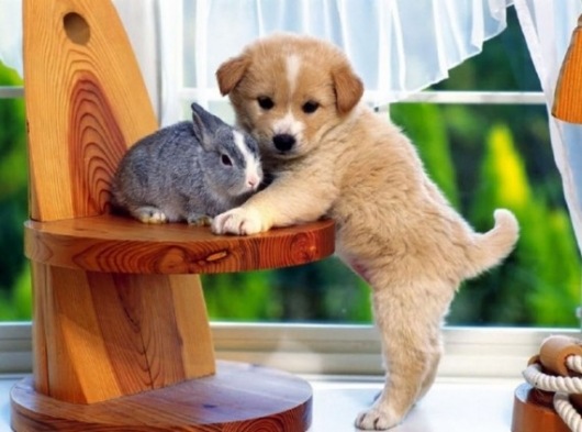 sweet_dog_rabbit
