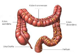 Anatomi usus besar