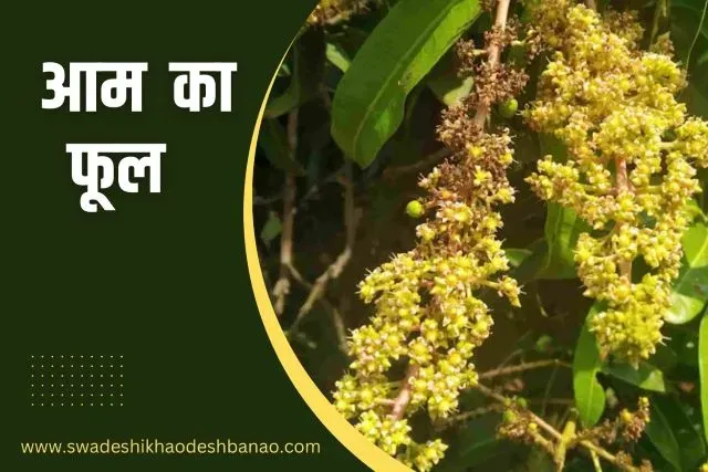 Information about Mango flower in Hindi