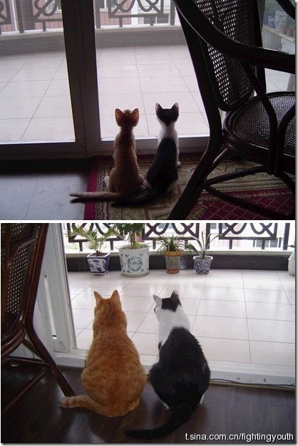 Ontem e Hoje Gatos