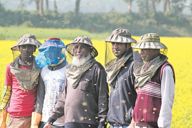 Apicultura en campo de colza en Blangladesh.