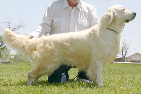 golden retriever dog photos. Golden Retriever