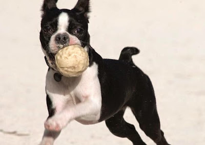 dog carries ball in mouth