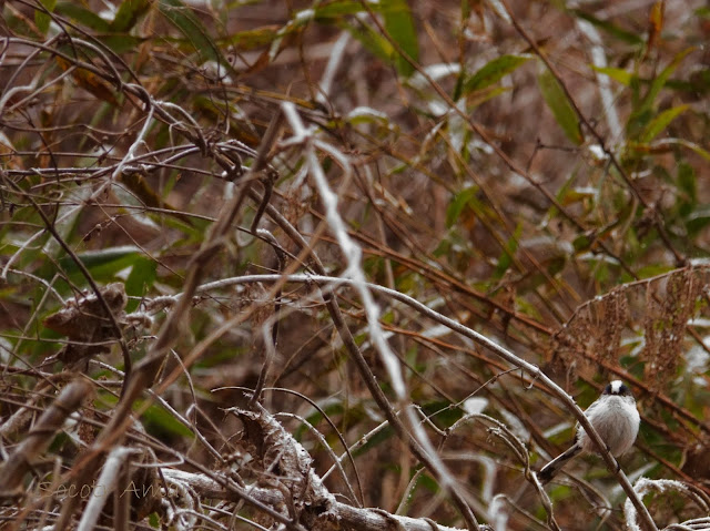 Aegithalos caudatus